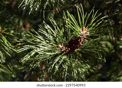 Spruce branch close-up. Coniferous plants. Needles. Plants and nature. - Powered by Shutterstock