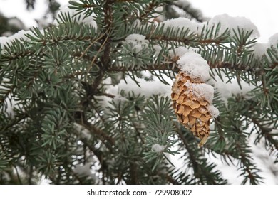 Spruce branch covered with snow. Reference picture.