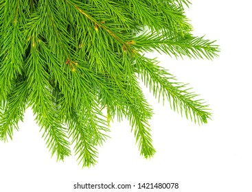 소나무잎 이미지, 스톡 사진 및 벡터 | Shutterstock