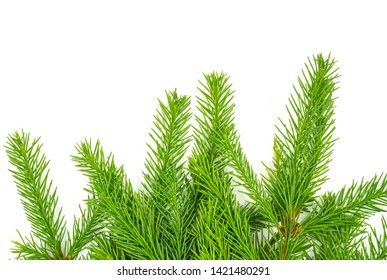 Spruce Branch Isolated On White Background. Green Fir. Christmas Tree