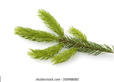 Spruce Branch, Picea, Abies, 