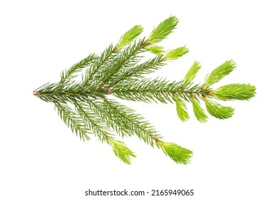 Spruce branch (Picea abies) in the spring at the time of regrowth of new shoots and needles. Isolate, clipping path, no shadows. European spruce branch isolate.