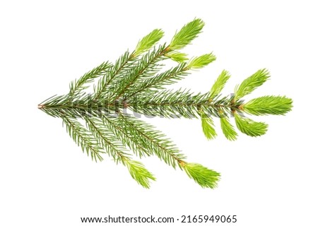 Spruce branch (Picea abies) in the spring at the time of regrowth of new shoots and needles. Isolate, clipping path, no shadows. European spruce branch isolate.