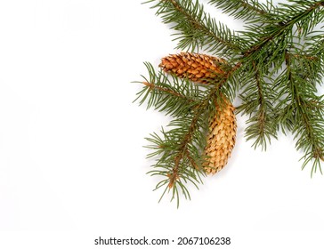 Spruce branch with two cones on a white background. - Shutterstock ID 2067106238