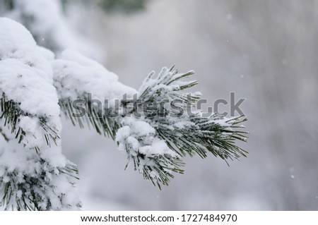 Spruce branch under the snow in winter snowfall. 