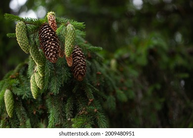 Spruce branch with young needles and a young spruce cone