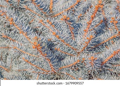 spruce branches as a close-up background