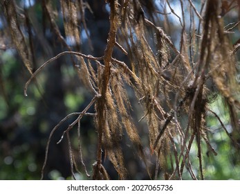 Spruce Branches Covered By Fruticose Lichen.