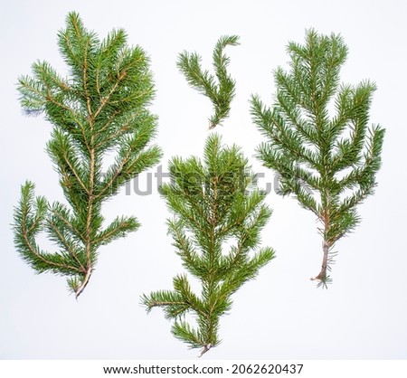 Spruce branches on a white background for your decoration.