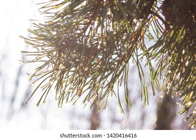 Spruce branches in the rays of the setting sun