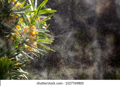 Spruce branches that releases a cloud of pollen