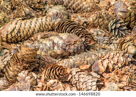 spruce cones of a barefoot track