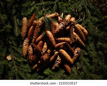 Spruce cones laid on branches of Norwegian spruce.