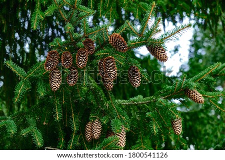 The spruce cones on the spruce tree. Picture of the natural tree for the background.