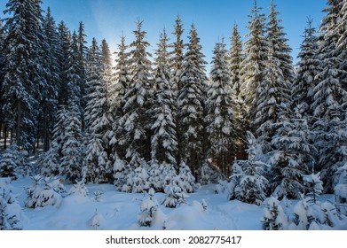 Spruce Covered With Snow, Pokljuka, Slovenia