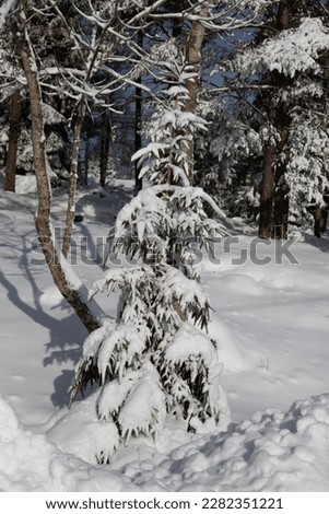 A spruce covered with snow in a sunny winter day