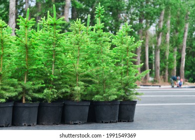 spruce or fir tree seedlings in pots in a tree nursery outdoor