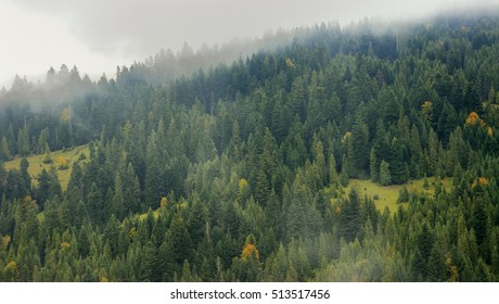 Spruce Forest After Rain In Fog