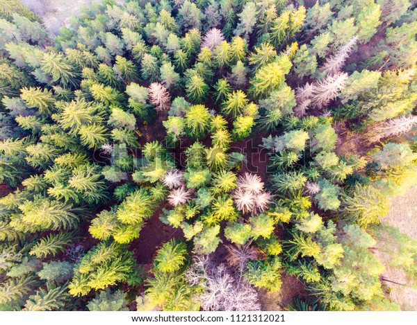 Spruce forest from the birds eye view - Forest drone\
photo, aerial 