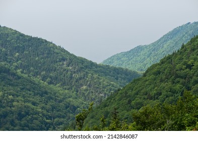 Spruce Forest In The Cape Breton Highlands National Park