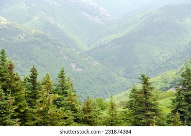 Spruce Forest In The Cape Breton Highlands National Park