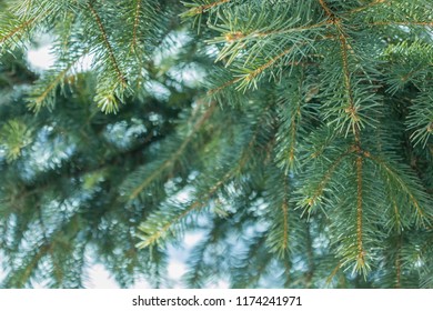 Spruce in the forest, coniferous tree. Winter, snow around, cold, frosty. Harsh climate. New Years is soon. The background is blurred.