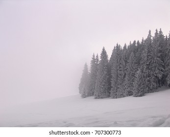 Spruce forest covered by snow, Poland 