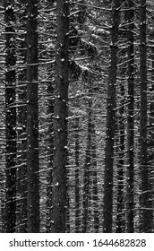 A Spruce Forest Is Dusted With Fresh Snow, DuPage County, Illinois