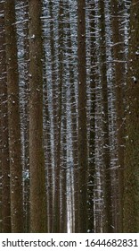 A Spruce Forest Is Dusted With Fresh Snow, DuPage County, Illinois