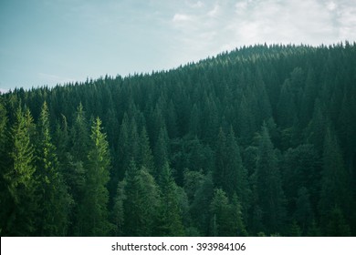 Spruce Forest Landscape