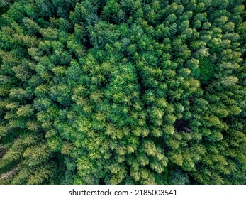 Spruce Forest In The Lower Silesia (Kaczawskie Mountains)