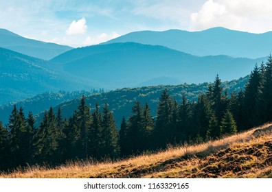 spruce forest on the grassy meadow. high mountains in the distance. beautiful autumn scenery. creative toning applied: zdjęcie stockowe