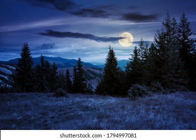 Spruce Forest On The Hillside Meadow At Night. Colorful Grass In Autumn. Hills Rolling In To The Distance In Full Moon Light. Cloudy Day