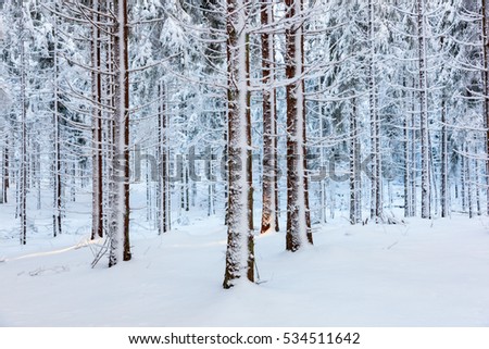 Spruce forest with snow on trees