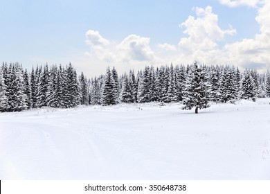 Spruce Forest In Winter.