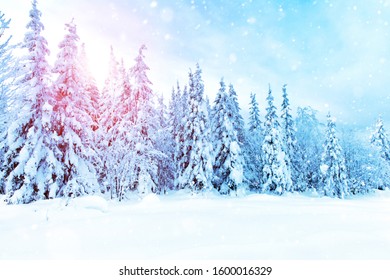 Spruce forest in winter. Winter landscape. Beautiful winter wonderland during the sunny day - Shutterstock ID 1600016329