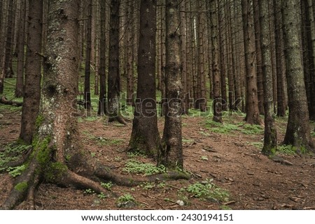 Spruce forest in Zakopane national park in Poland in summer. High quality photo