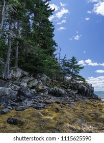 The Spruce Forests Of Maine Come Right To The Rocky Shore On Goose Island In Casco Bay.