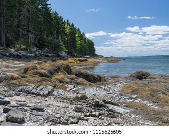 The Spruce Forests Of Maine Come Right To The Rocky Shore On Goose Island In Casco Bay.