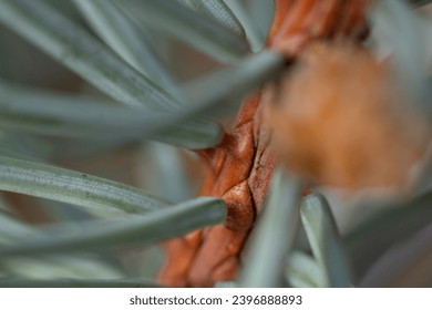 spruce needles in close-up. selective focus. drops of melting snow on fir brunch