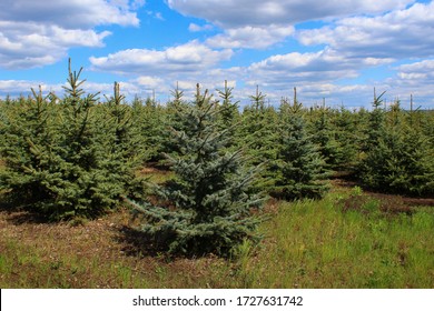 Spruce Nursery With Young Conifers That Will Decorate The New Year Or Christmas