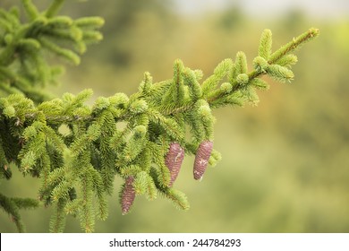 Spruce, Picea Abies