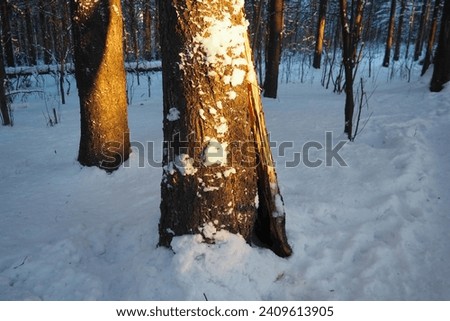 Spruce Picea is a coniferous evergreen tree of the Pine family Pinaceae. Evergreen trees. Common spruce, or Norway spruce Picea. Snowy winter coniferous forest. Crack in wood. Falling damaged tree.