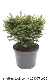 Spruce Picea Omorika Karel Pot Isolated Stock Photo 1033791655 ...