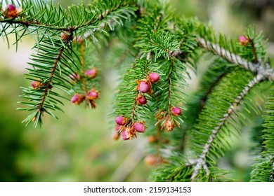 Spruce - Picea - A Type Of Evergreen Trees Of The Pine Family (Pinaceae)