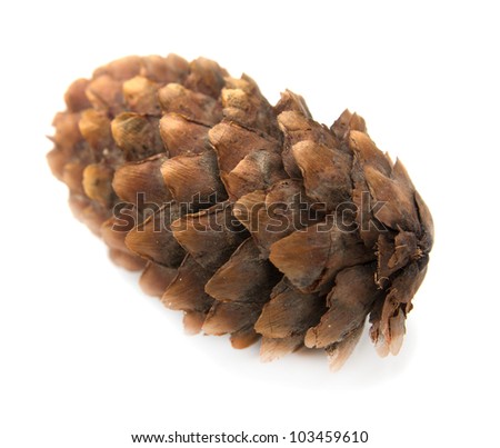 spruce pine cone on white background