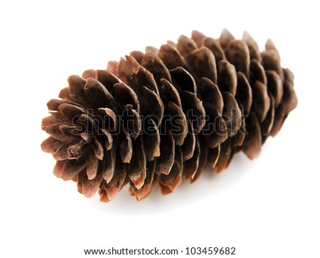 spruce pine cone on white background