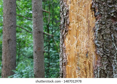 Spruce pine tree bark beetle tunnels infection bark close-up
