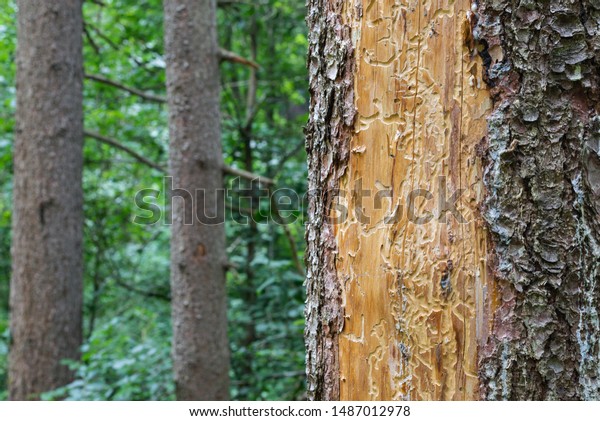 Spruce pine tree bark beetle tunnels infection\
bark close-up\
