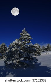 Spruce Pines Covered By Snow At Moonlight Night